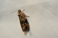 Olethreutes melanomesum
