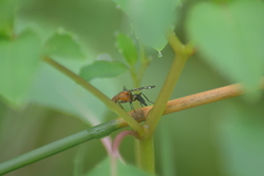 Tritoxa incurva