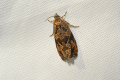 Olethreutes melanomesum