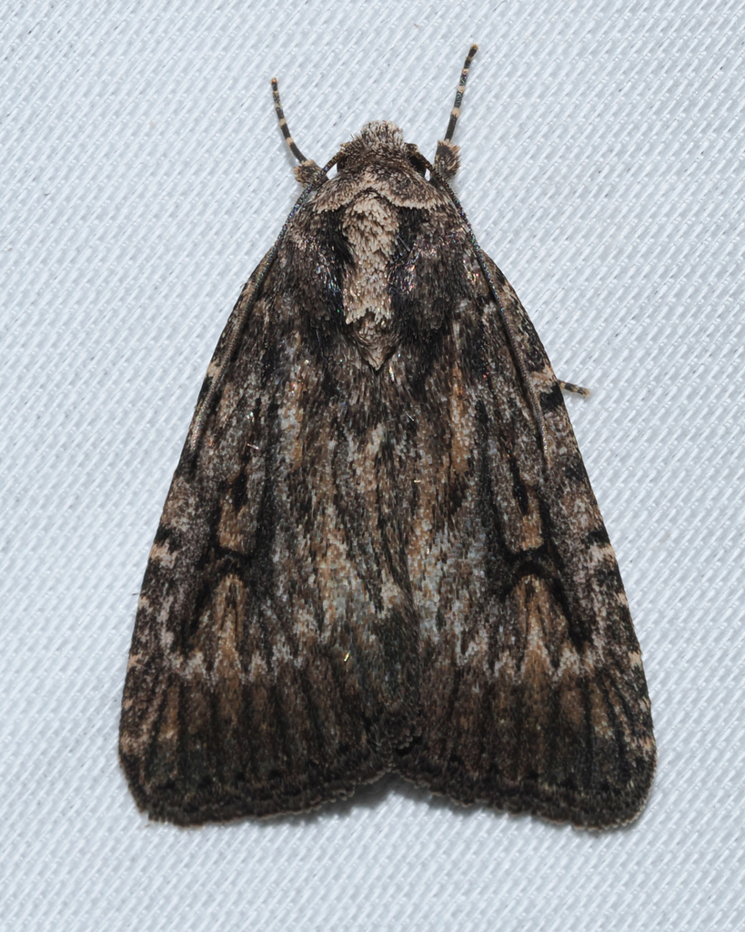 Caradrina beta