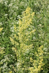Galium × pomeranicum