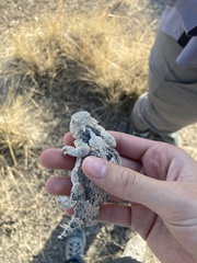 Phrynosoma platyrhinos