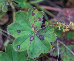 Alchemilla bungei