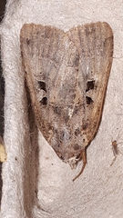 Xestia normanianus