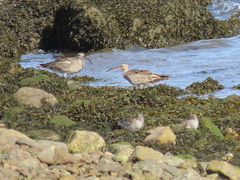 Numenius phaeopus