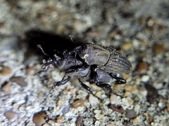 Sphenophorus coesifrons