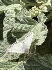 Heliopetes ericetorum