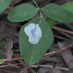 Anarsioses aberrans