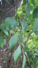 Lonicera maackii