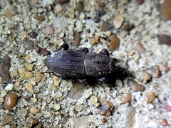Sphenophorus coesifrons