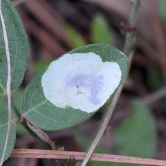 Anarsioses aberrans