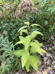 Eutrochium purpureum