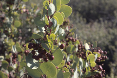 Arctostaphylos viscida pulchella
