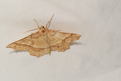 Euchlaena tigrinaria