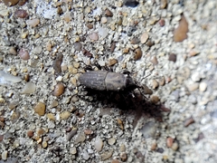Sphenophorus coesifrons
