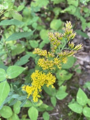 Solidago nemoralis