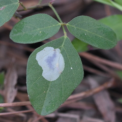 Anarsioses aberrans