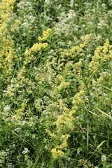 Galium × pomeranicum