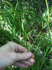 Carex tuckermanii