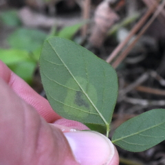 Anarsioses aberrans