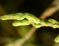 Acyrthosiphon lactucae