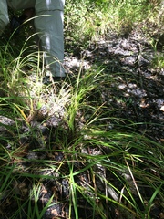Carex tuckermanii