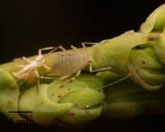 Acyrthosiphon lactucae