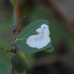 Anarsioses aberrans