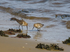 Calidris alpina