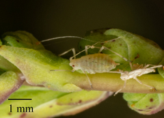 Acyrthosiphon lactucae