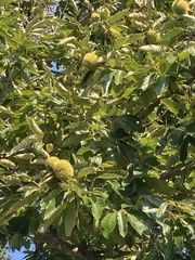 Castanea mollissima