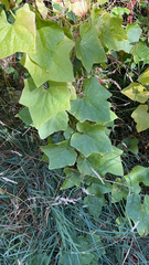 Sicyoeae