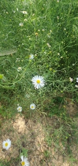 Boltonia asteroides