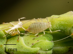 Acyrthosiphon lactucae