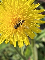Metasyrphus