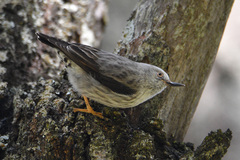 Daphoenositta chrysoptera