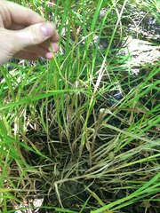 Carex tuckermanii