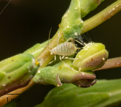 Acyrthosiphon lactucae