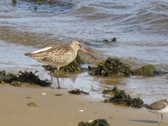Limosa lapponica