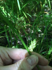 Carex tuckermanii
