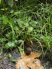 Troglodytes pacificus