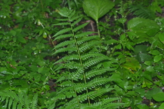 Dryopteris celsa
