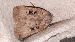 Xestia normanianus