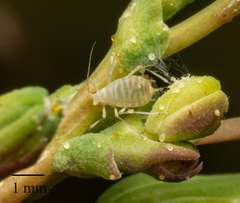 Acyrthosiphon lactucae