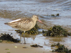 Limosa lapponica