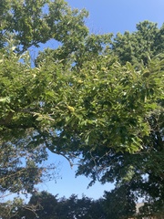 Castanea mollissima