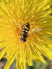 Metasyrphus