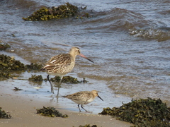 Limosa lapponica