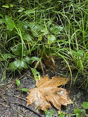 Troglodytes pacificus
