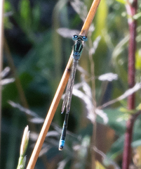 Ischnura pumilio